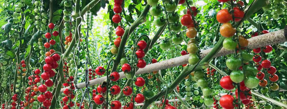 negocio de cultivo de tomates